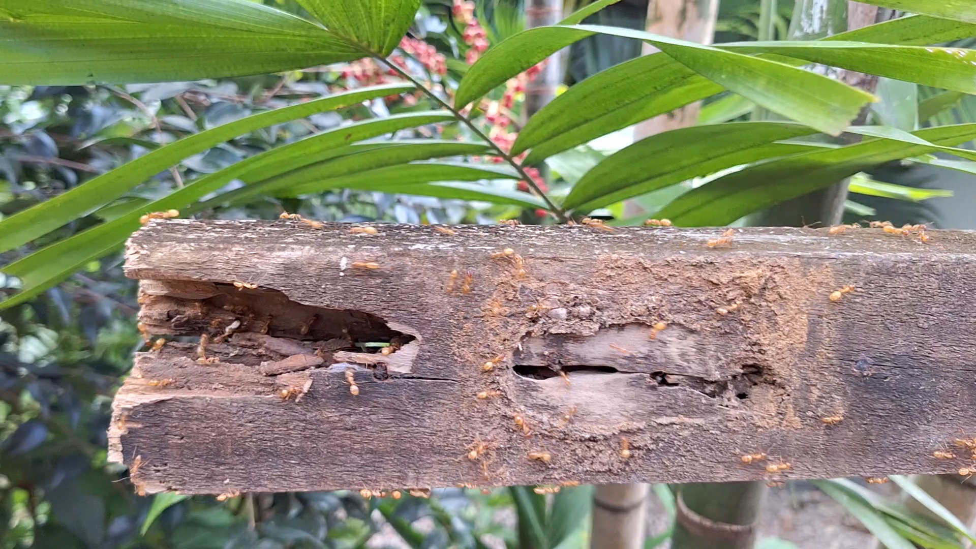 signs that your timber fence needs replacing